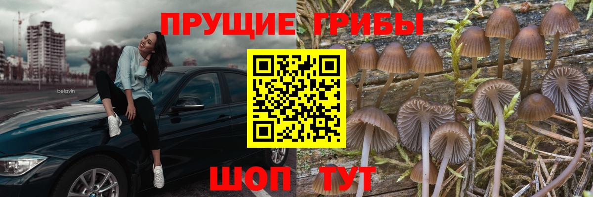 Клин  Псилоцибиновые грибы MAGIC MUSHROOMS  Псилоцибиновые грибы GOLDEN TEACHER  Вход с VPN 